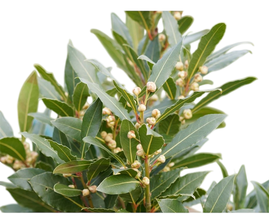Olio essenziale Alloro