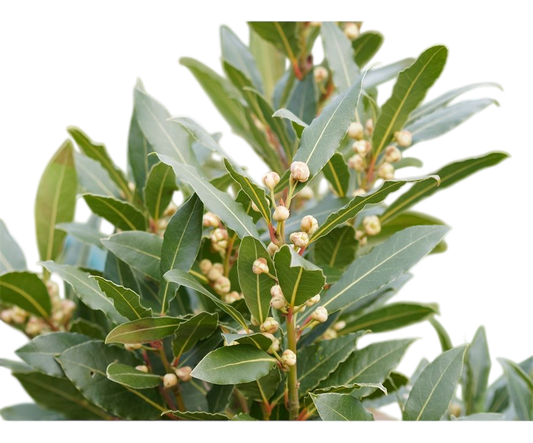 Olio essenziale Alloro