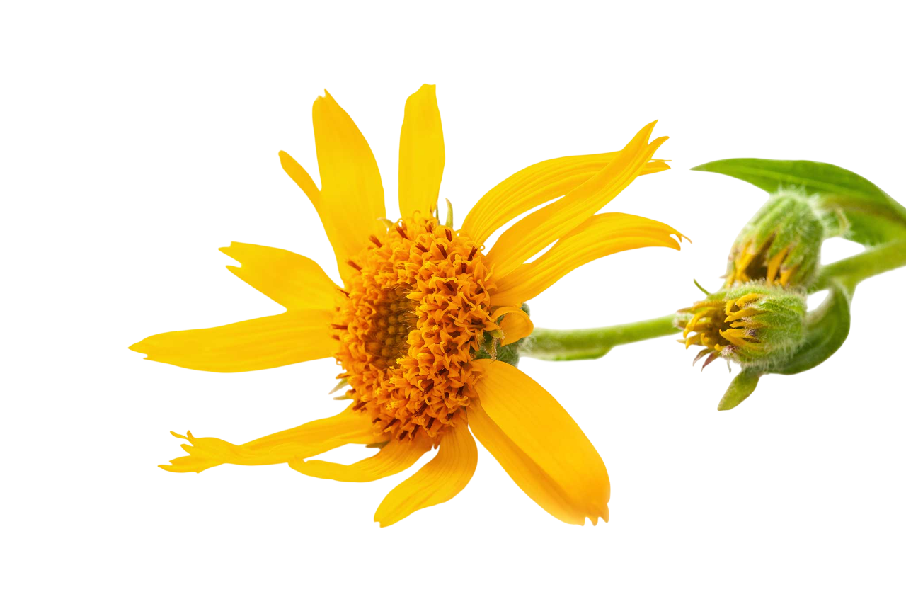 Estratto liposolubile di Arnica
