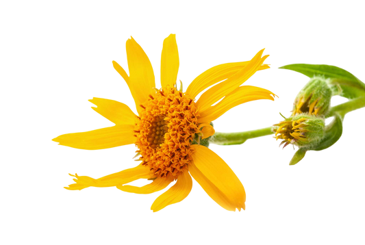 Estratto liposolubile di Arnica