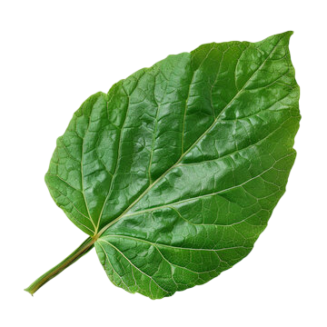 Soluzione Idroalcolica Boldo 50°