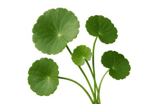Soluzione Idroalcolica Centella 50°