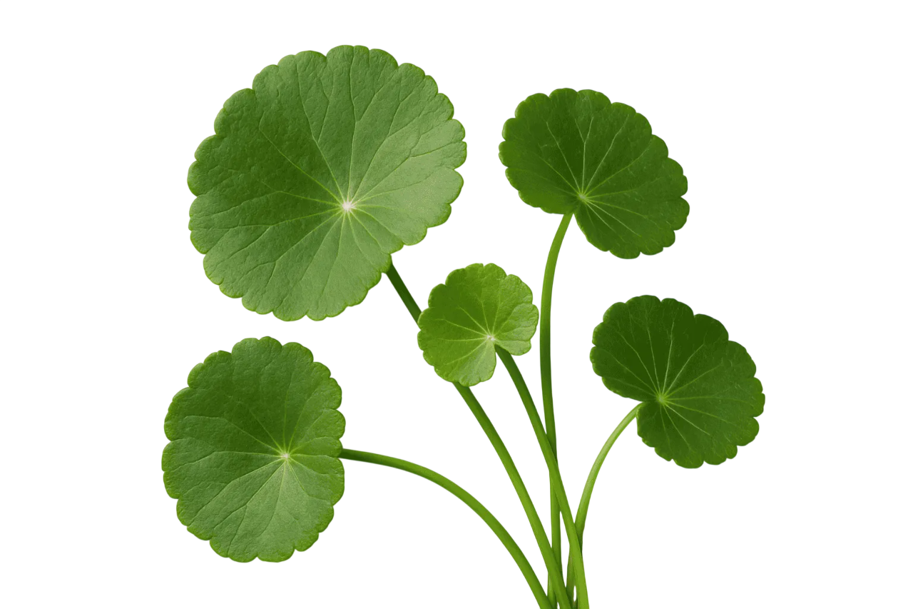 Centella asiatica