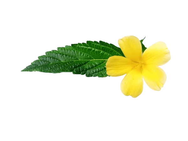 Soluzione Idroalcolica Damiana 50°