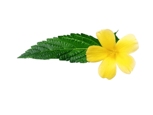 Soluzione Idroalcolica Damiana 50°