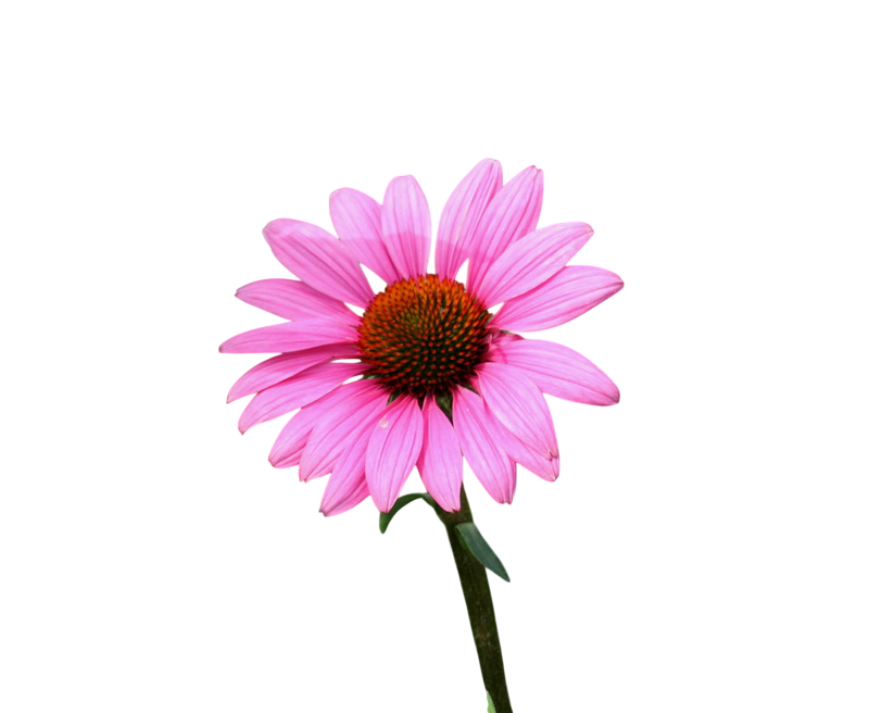 Soluzione Idroalcolica Echinacea 50°