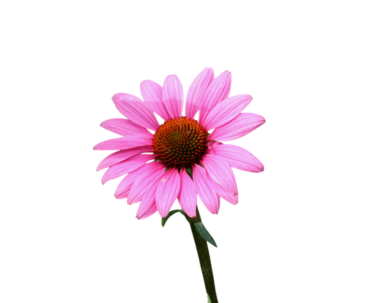 Soluzione Idroalcolica Echinacea 50°