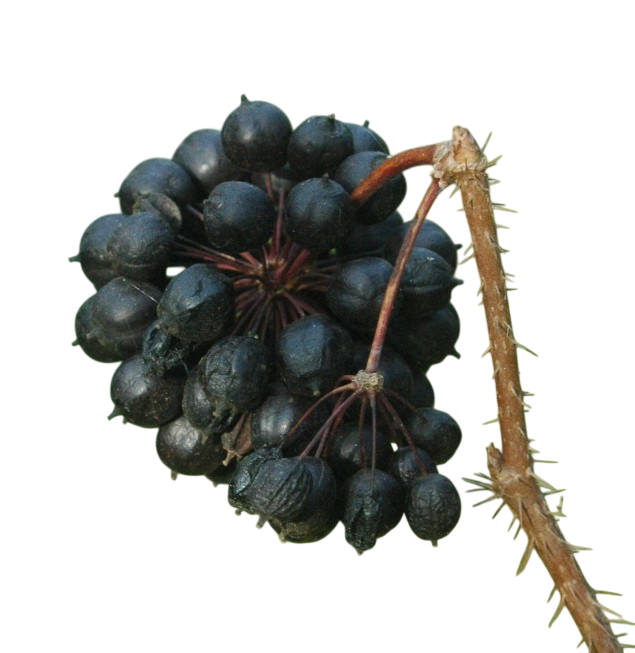 Soluzione Idroalcolica Eleuterococco 50°