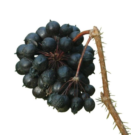 Soluzione Idroalcolica Eleuterococco 50°