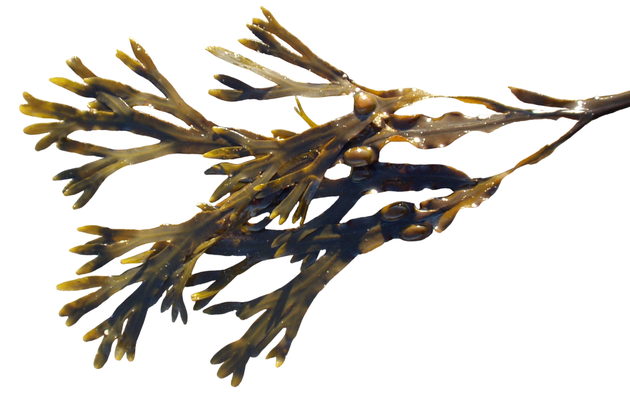 Soluzione Idroalcolica Fucus 50°