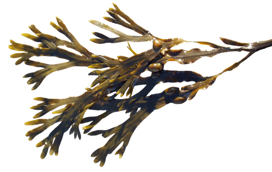 Soluzione Idroalcolica Fucus 50°