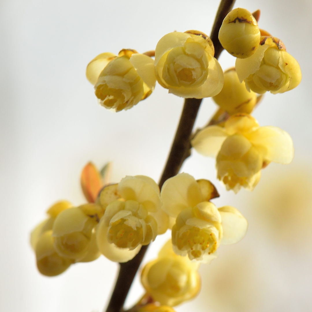 Olio essenziale Litsea
