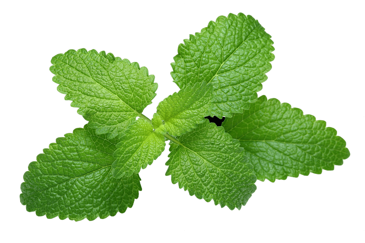 Olio essenziale Melissa