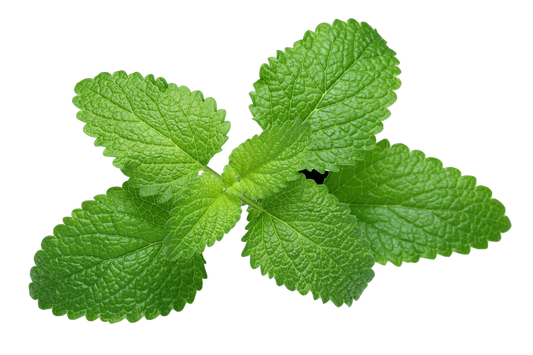 Olio essenziale Melissa