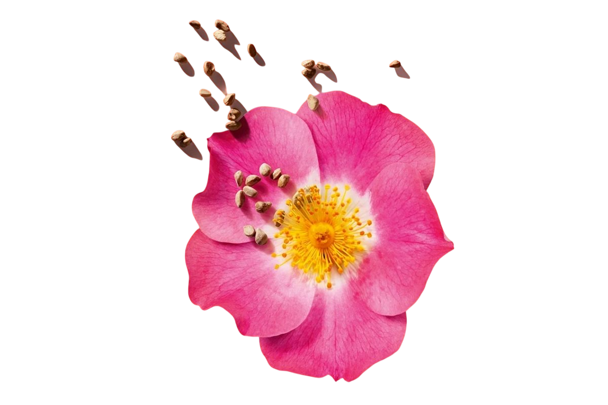 Olio di Rosa mosqueta puro