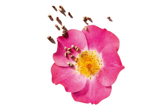 Olio di Rosa mosqueta puro
