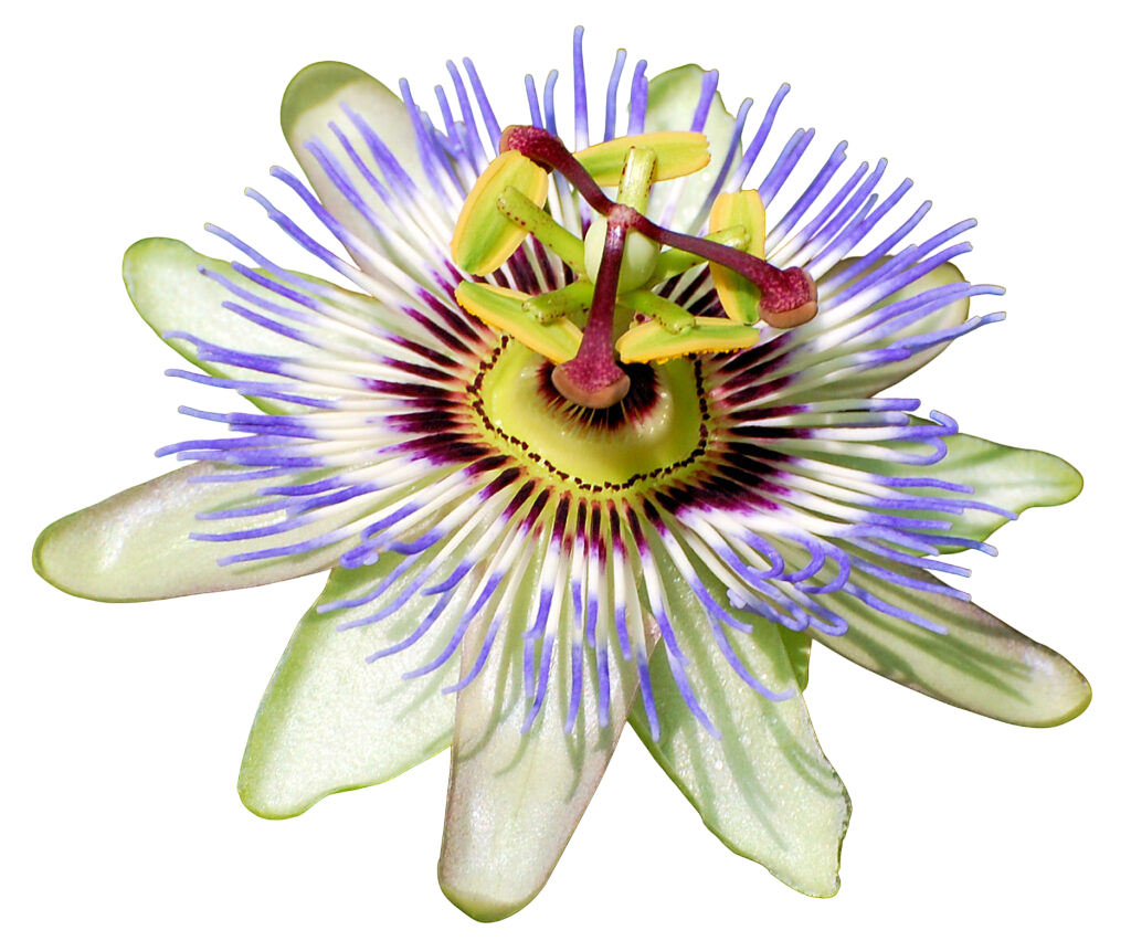 Soluzione Idroalcolica Passiflora 50°
