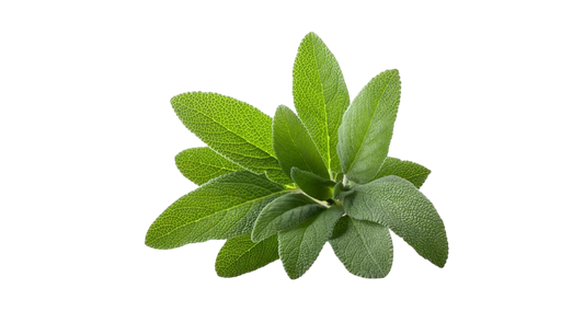 Olio essenziale Salvia