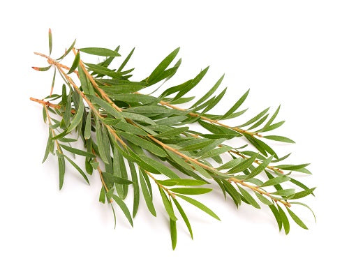 Olio essenziale Tea tree