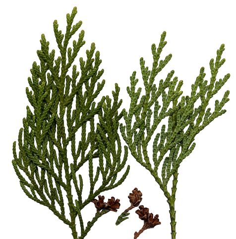 Olio essenziale Tuja