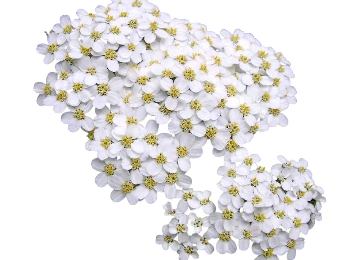 Soluzione Idroalcolica Achillea 50°