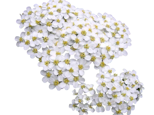 Soluzione Idroalcolica Achillea 50°