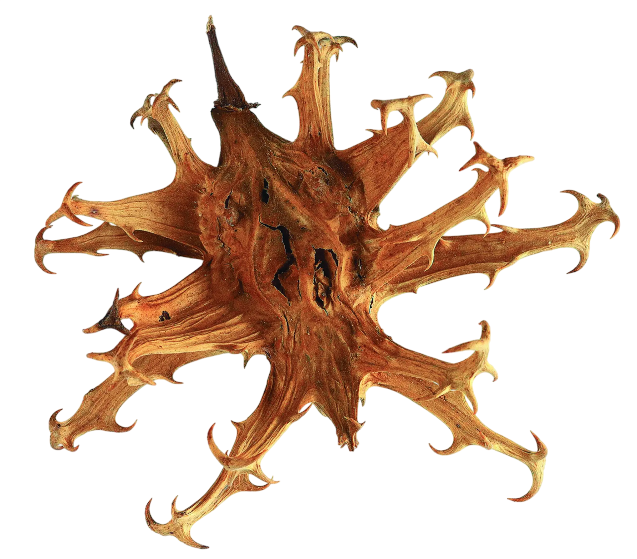 Artiglio del diavolo