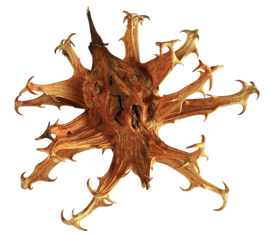 Artiglio del diavolo