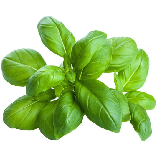 Olio essenziale Basilico