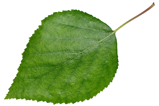 Soluzione Idroalcolica Betulla 50°