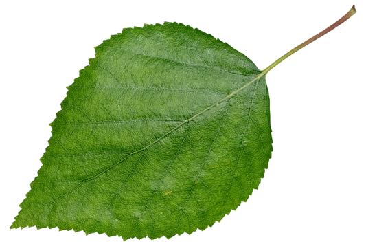 Soluzione Idroalcolica Betulla 50°
