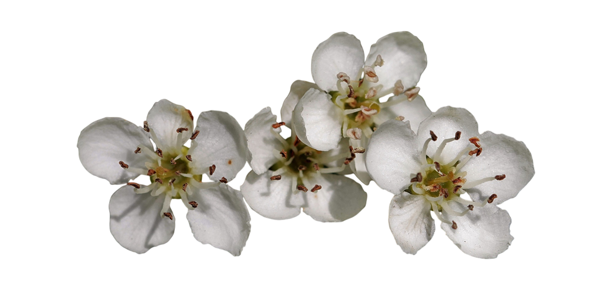 Soluzione Idroalcolica Biancospino 50°