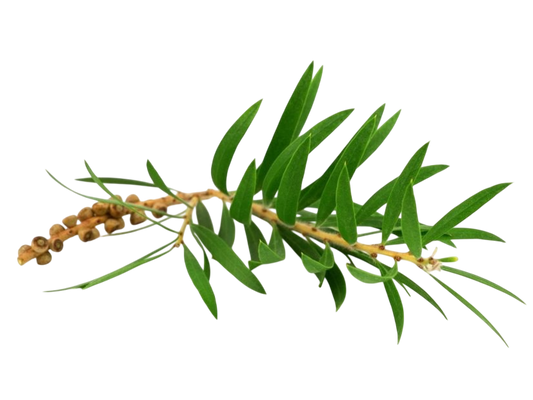 Olio essenziale Cajeput