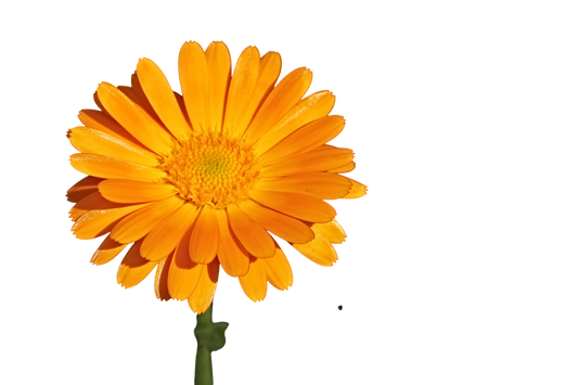 Soluzione Idroalcolica Calendula 50°