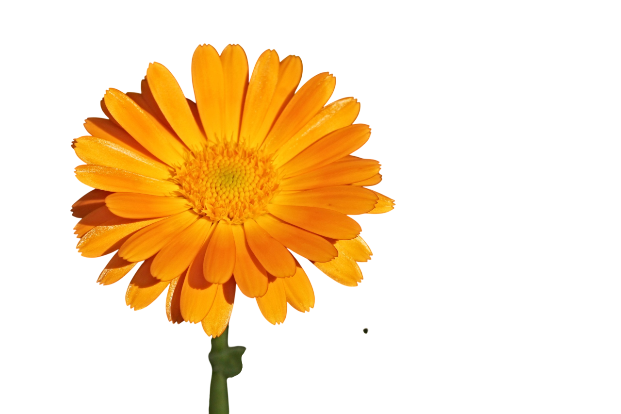 Estratto liposolubile di Calendula