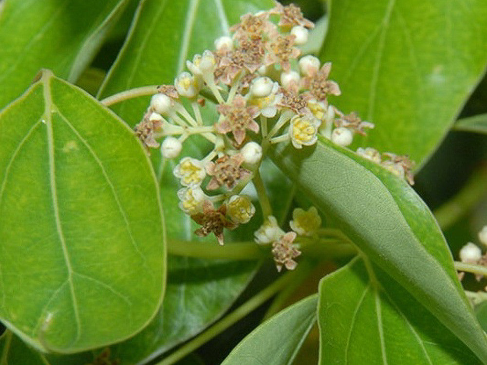 Olio essenziale Canfora