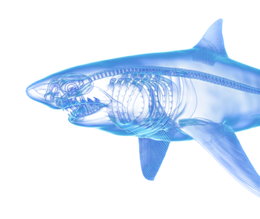 Cartilagine di squalo