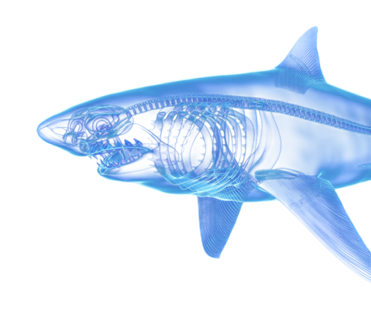 Cartilagine di squalo