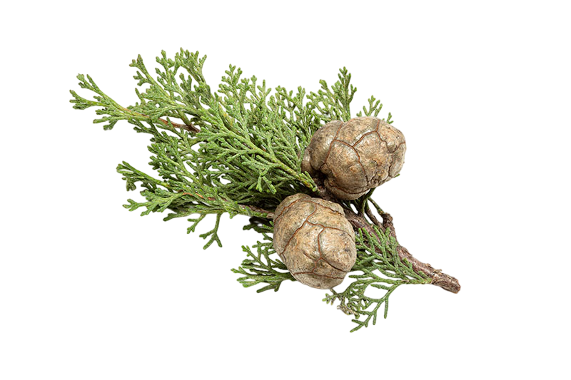 Olio essenziale Cipresso