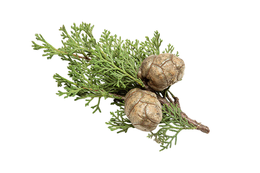 Olio essenziale Cipresso