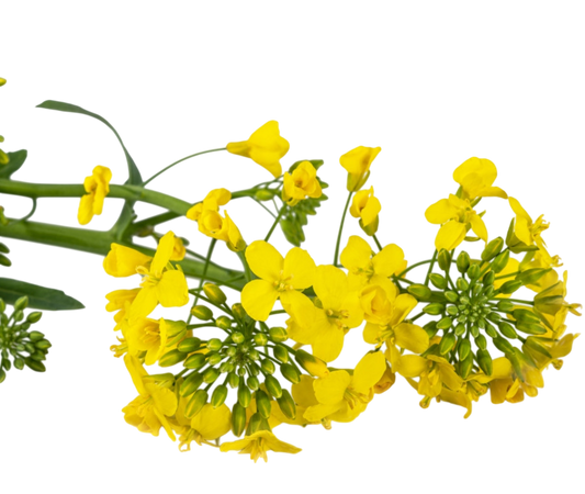 Soluzione Idroalcolica Erisimo 50°