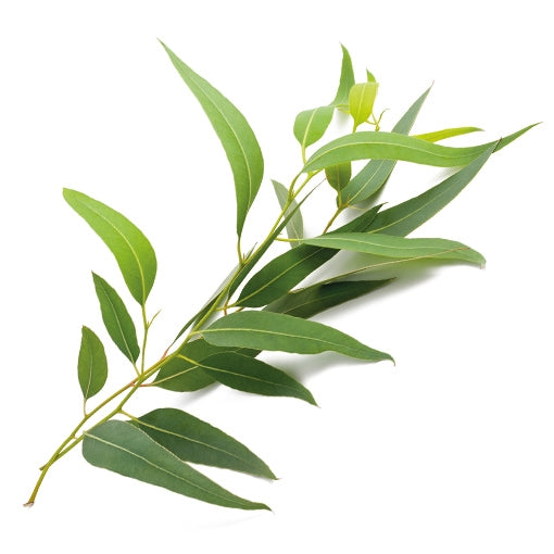 Soluzione Idroalcolica Eucalipto 50°