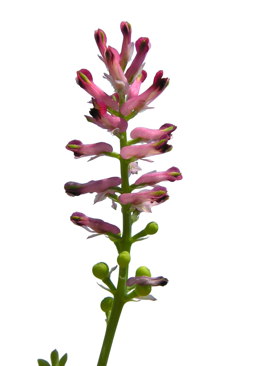 Soluzione Idroalcolica Fumaria 50°