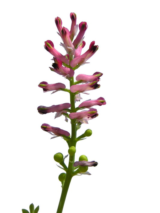Soluzione Idroalcolica Fumaria 50°