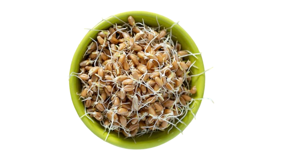 Olio di Germe di grano