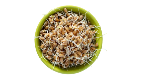 Olio di Germe di grano