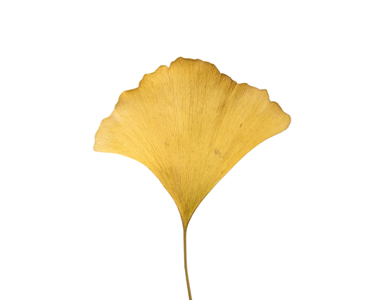 Ginkgo biloba