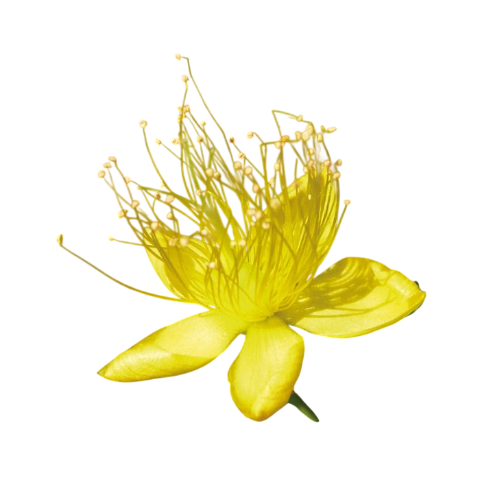 Estratto liposolubile di Iperico