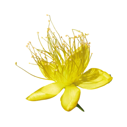 Estratto liposolubile di Iperico