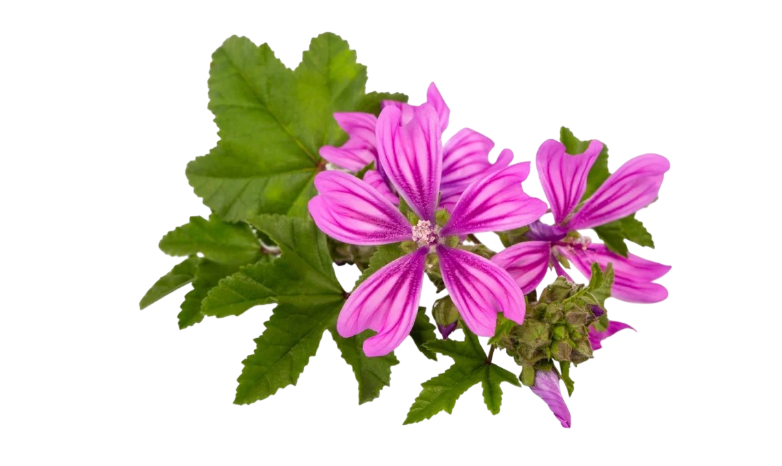 Soluzione Idroalcolica Malva 50°
